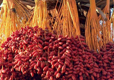 "بلح"